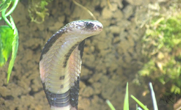 Gifslangen houden in Nederland - Wat te doen bij een slangenbeet?