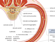 Het anterior cutaneous nerve entrapment syndrome (ACNES)