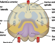 Een zeldzame complicatie van perioperatieve hypotensie: het ventral cord syndrome